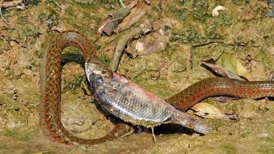 |钓鱼人玩出新花样！在水边和蛇玩了起来，隔着屏幕都觉得心惊胆战