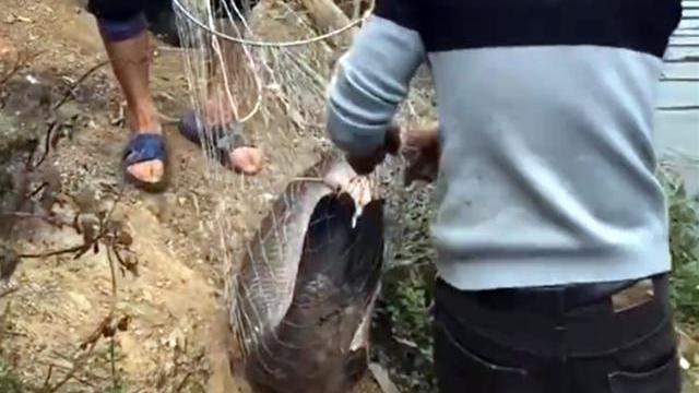 |男子罕见钓获“米级”大鱼，鱼护装不下直接用绳子拴，网友：放生