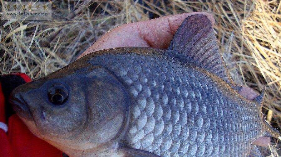 运动员|夏季野钓，傻坐一天无鱼咬钩？给你四条建议，其实大板鲫很好钓