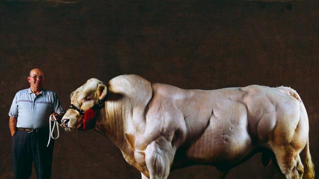 比利时蓝牛一天长3斤肉，是人类改造的“畸形”产物，在我国很少