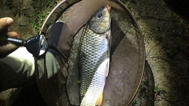 巴马|“夜钓死鱼口，阎王在招手”，男子深夜钓到死鱼，宣布不再钓鱼