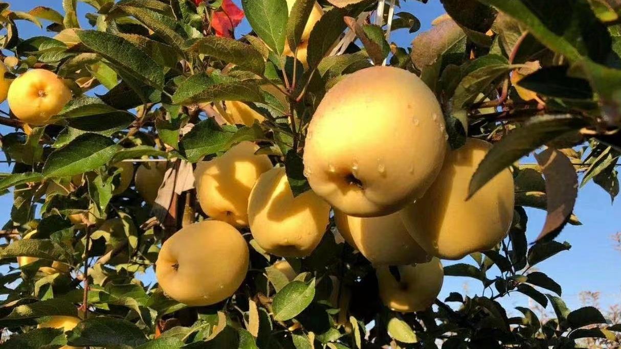 西门子|日本专家带到我国的“金苹果”，曾被认为是骗局，今年卖15元一斤