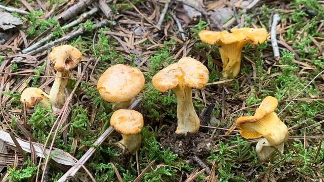 鳜鱼|云南价格最昂贵的六种野生菌大家知道吗