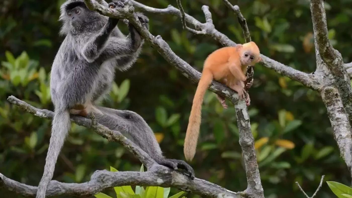 婆罗洲发现了杂交神秘猴子，可以生育！科学家：人类或需要负责
