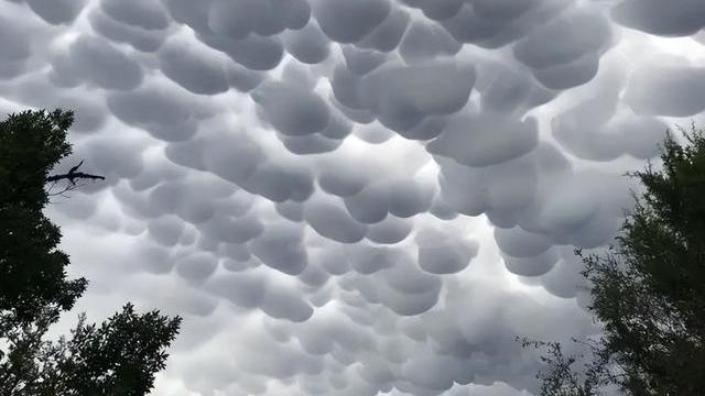 从科学角度讲，动物有没有预兆地震的能力？又是如何感知到的？