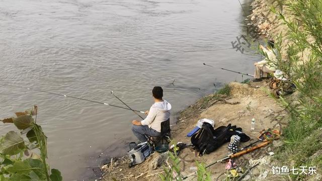 鮰鱼成群抢食，黄河郑州段出新鱼种？钓友：钩子扔下去就有鱼咬