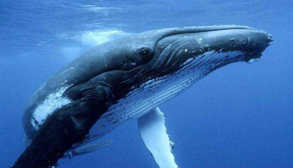 鲸鱼|鲸鱼连呼吸都要浮出水面，它们在海里怎么睡觉？不会被憋死吗？