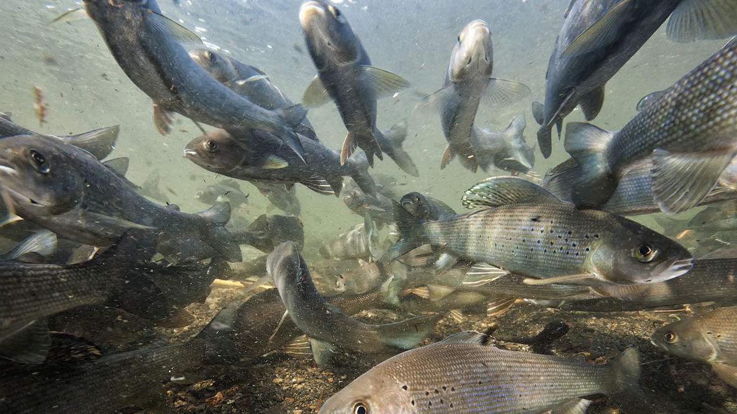 |冬天钓柳根鱼用什么鱼饵效果好？冬钓柳根鱼的最佳窝料和钓饵