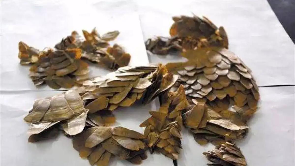 险些因人类脑洞而灭绝的动物：穿山甲，既不能穿山，也不能通乳