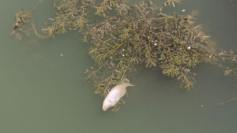 饵料|钓点水面漂着死鱼，还能不能下竿垂钓了？