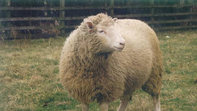 为啥现在很少提“克隆”了？多莉用自己的一生，书写了答案