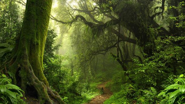 |中国最大的热带雨林，被称为世界上最漂亮的热带雨林，你知道吗？