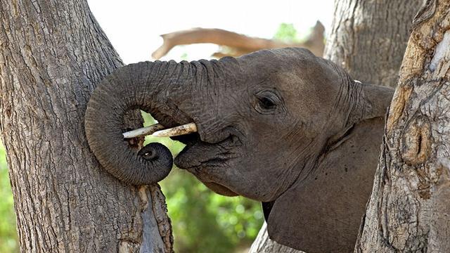 为什么大自然离不开大象，它有什么重要作用呢？