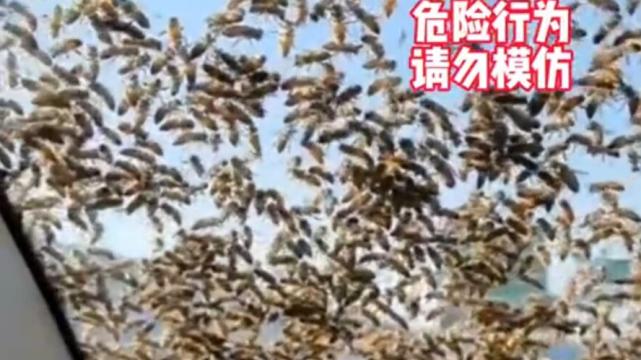 云南男子顺手牵走蜂王 引发庞大蜂群爬车窗