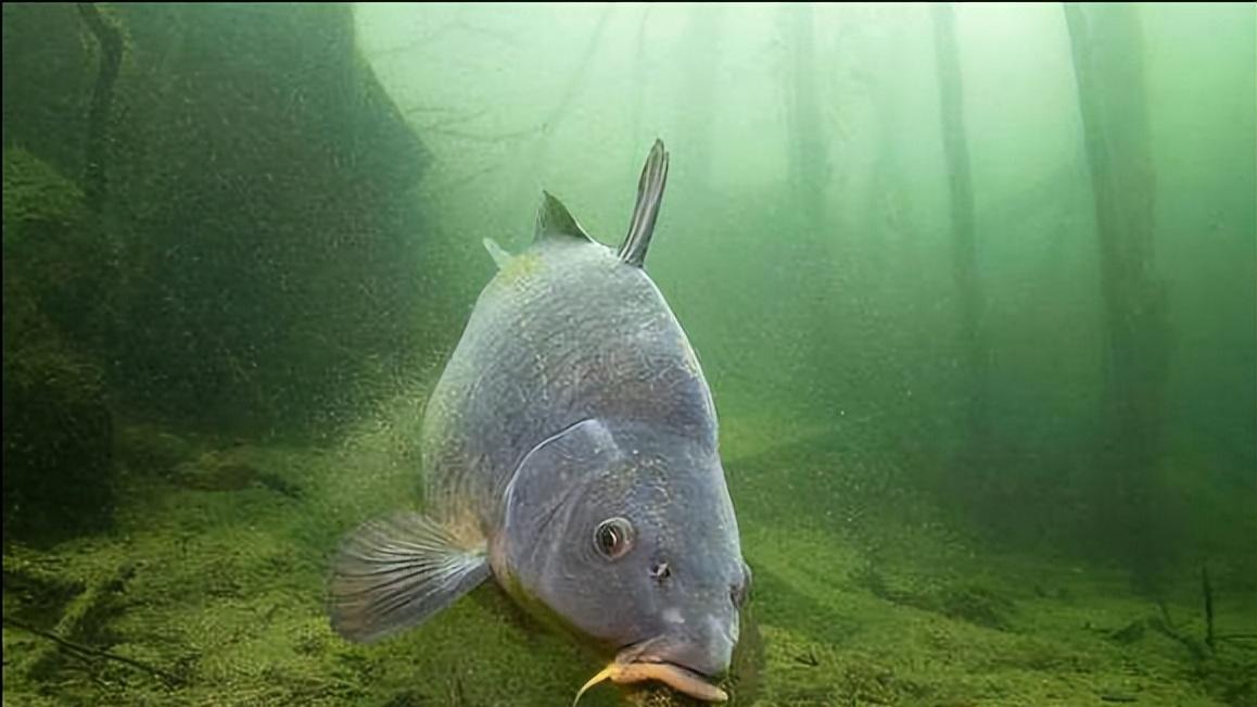 野狗子|冬天钓鱼如何寻找鱼窝？明白这几点规律，从此远离空军