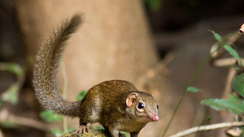 动物界的“酒王”千杯不醉的树鼩