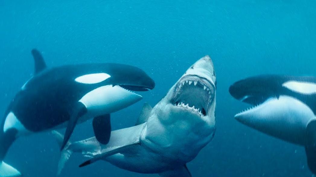 世界上最挑食的动物，虎鲸只吃鲨鱼肝、灰鲸舌 ，凭啥这么挑食？