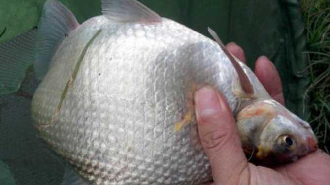 鳊鱼|渔乐杂谈：深秋时节，只钓鲫鱼？错！这些鱼吃口也很好！