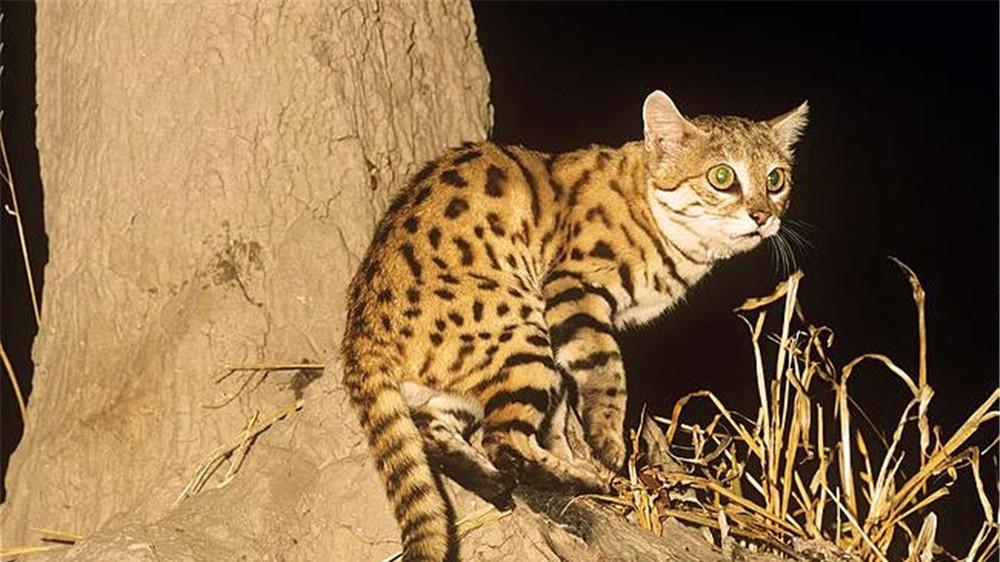 荒漠出现世上最小的猫，一年消灭2500只鼠，还敢攻击大10倍的瞪羚