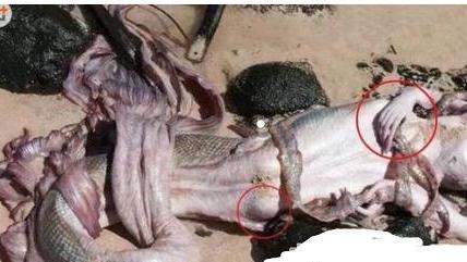 美人鱼并不美还相当危险？专家认为美人鱼有可能是人猿的个变种
