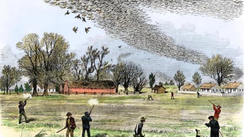 因肉质鲜美而被吃灭绝的鸟类，从50亿只到1只不剩，只用时100年