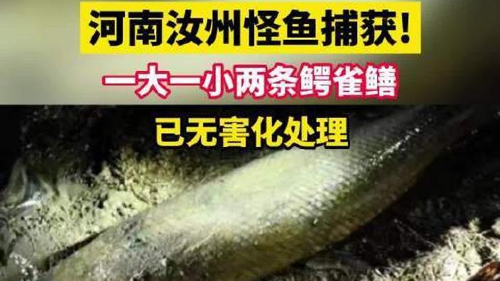 温州市民偶然买了一条鱼，媒体爆料是外来入侵物种，国内已经泛滥