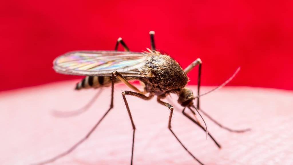 蚊子的天敌，一天能吃两千只，现在却进了黑名单，咋回事？