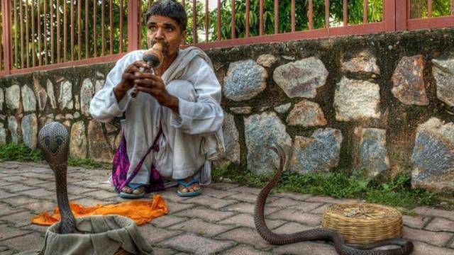 印度发现新型毒蛇品种，自然界最完美的伪装者！