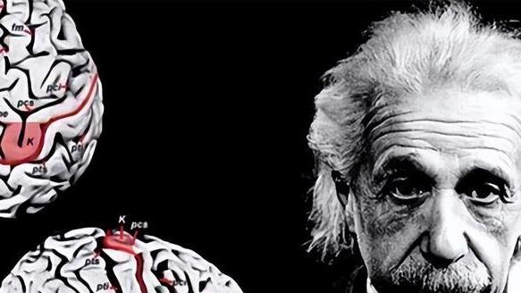 爱因斯坦的大脑有何不同？被人偷走切成240块，研究结果如何？