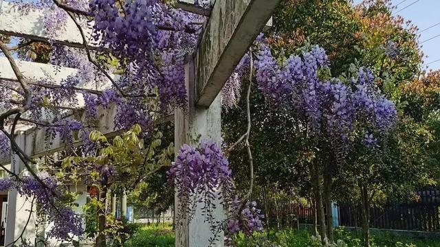 这花寿命真长，有些人竟养了30年，越养越旺，颜值还高