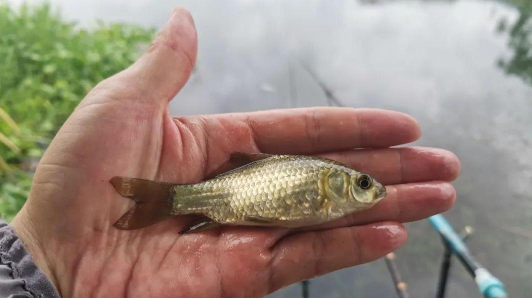 |钓鱼人都知道“秋钓边”，为何还是不上鱼？