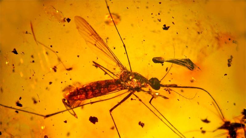蚊子是否发生了进化，为了活下去，蚊子进化了一万年