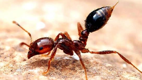 以毒攻毒？新研究发现，蜥蜴吃红火蚁，可以免疫红火蚁的毒液