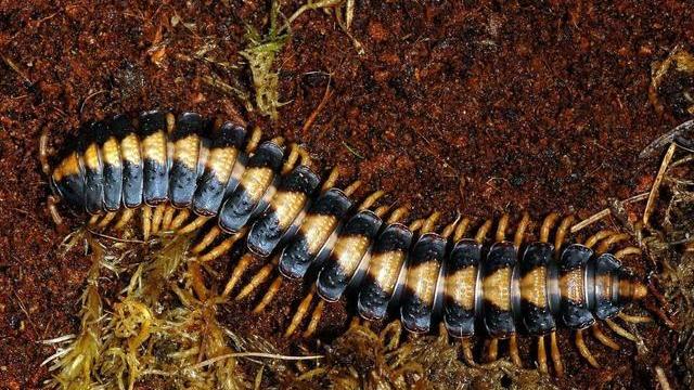揭秘史前巨型千足虫的14大真相，居然没有已知的捕食者！