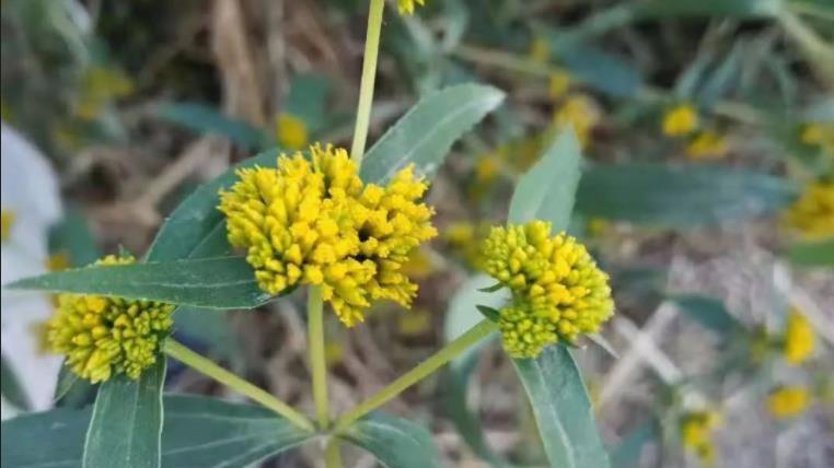 它一株能结10万颗种子，源自南美，是外来入侵物种