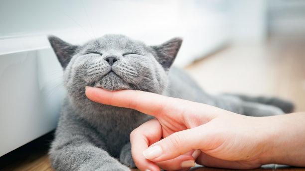 养猫比养狗多要费钱，美容的原则又是什么