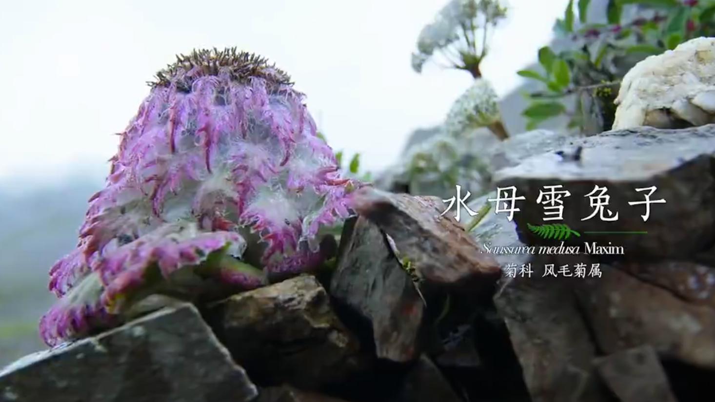 主播疑采摘濒危植物被封号，水母雪兔子到底是啥？为何如此珍贵？