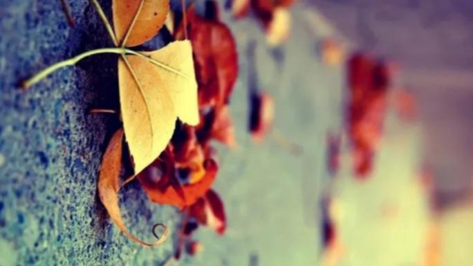 生肖|乙丑日生的生肖