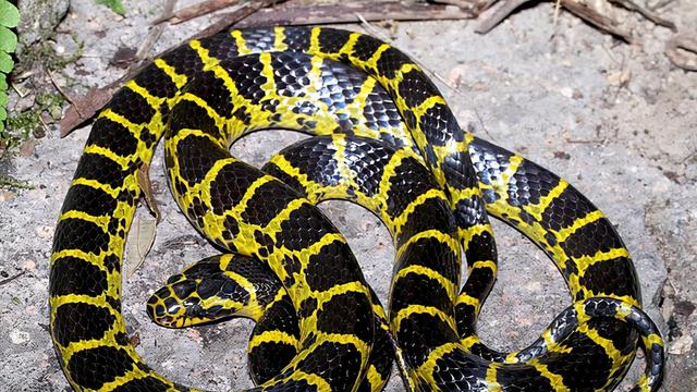 中国十大毒蛇之一的金环蛇，有人将它当做无毒蛇对待，这是为何？