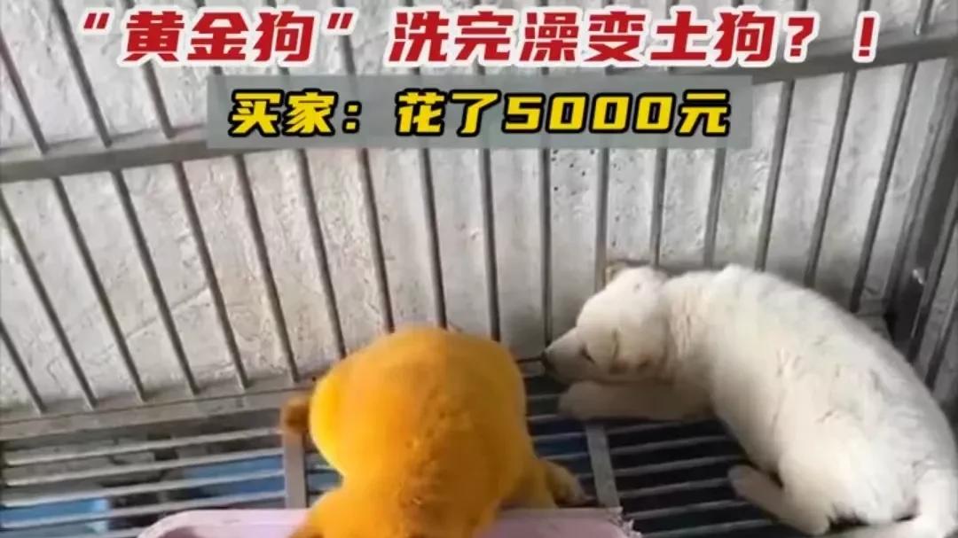 四川一男子花5000元买小黄狗，回家洗个澡发现：掉色了！