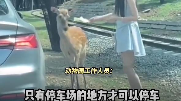 女子下车喂鹿被踢，动物园：不能下车，与她本身素质有关