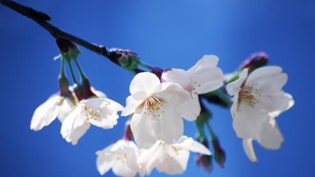菩提山|浪漫如樱花，有一种约定，叫樱桃树下的约定