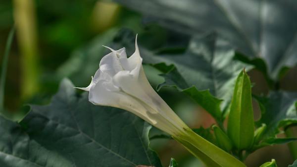 曼陀罗花其实并不神秘, 就是农村路边常见的野花…