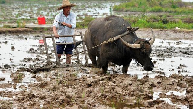 牛，为什么会心甘情愿为人类干农活？