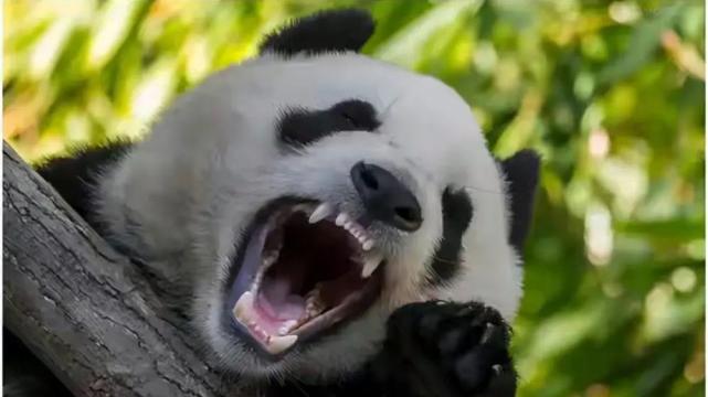 动物趣闻：大熊猫为什么主要以竹子为食物？