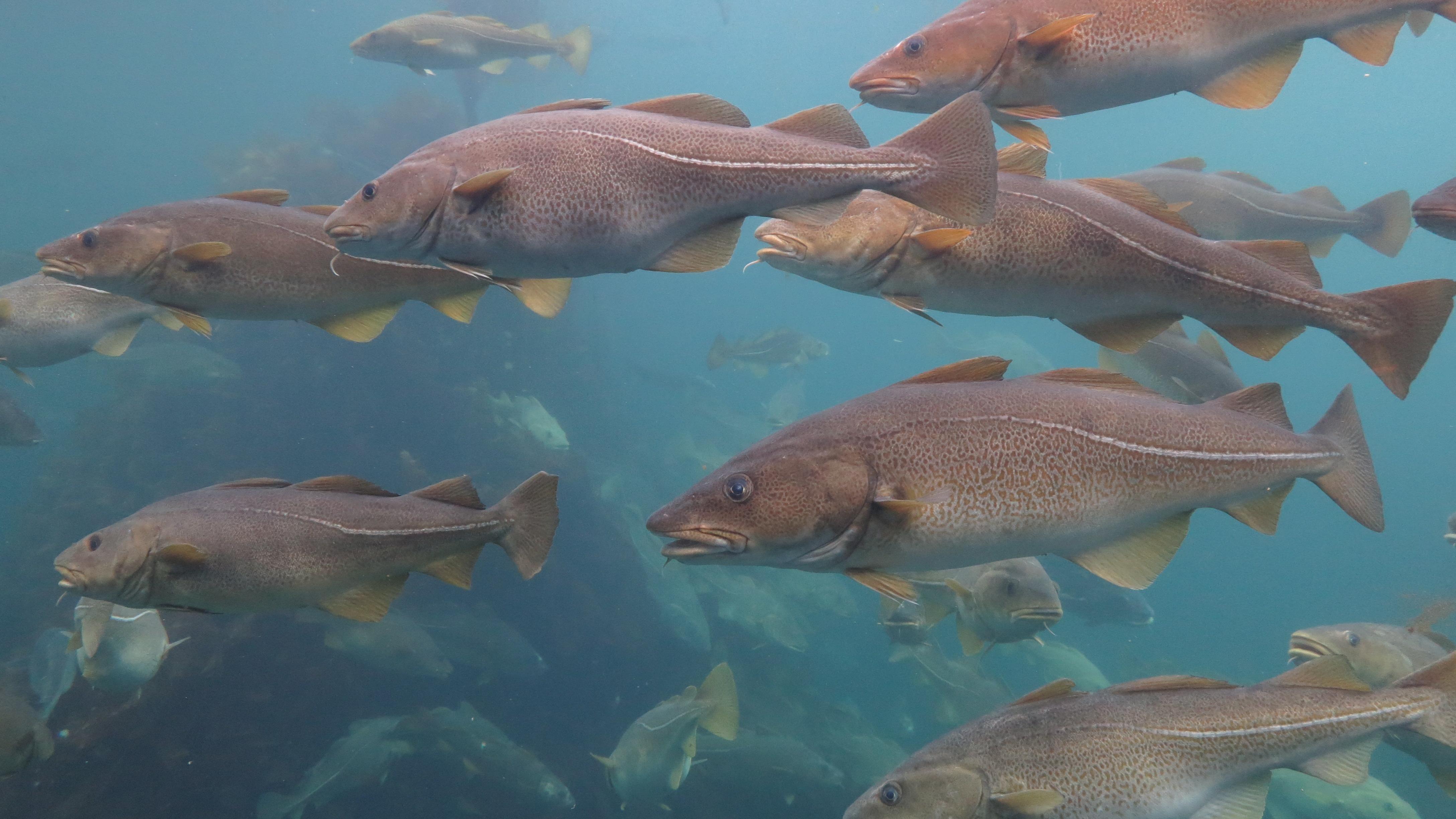 其实放眼整个人类渔猎史，鳕鱼真是一个传奇……