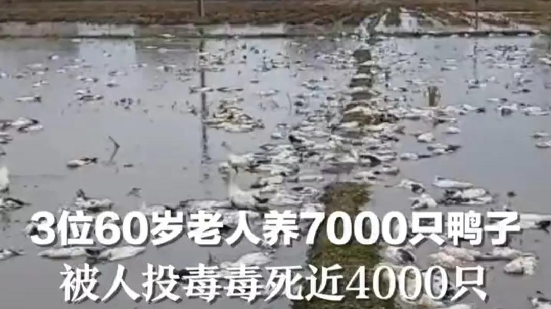 六旬老人，近4000只鸭子疑似被人投毒，损失十几万
