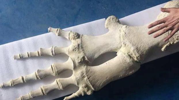 巴西海滩惊现“神秘巨手”，有人手两倍大，有人猜测它属于外星生物。