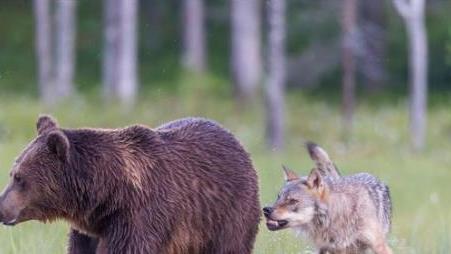 狼熊大战——棕熊攻击狼窝吃掉七只小狼，四年后群狼复仇，连环斩杀两熊