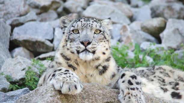 美丽的雪豹，雌性一只大肥尾巴，高举不落